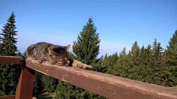 산에서 발코니에 고양이 — 스톡 사진