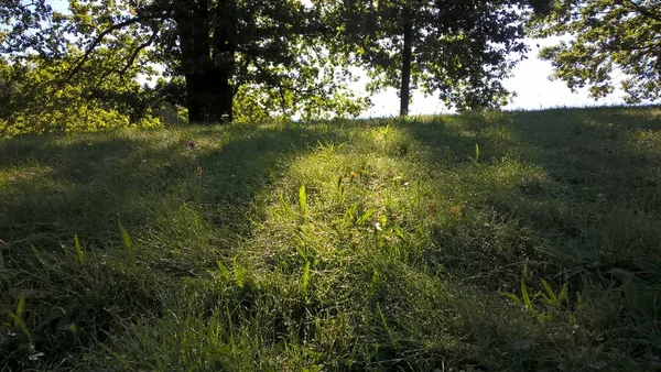 Groene Bossen Zonnige Dag — Stockfoto