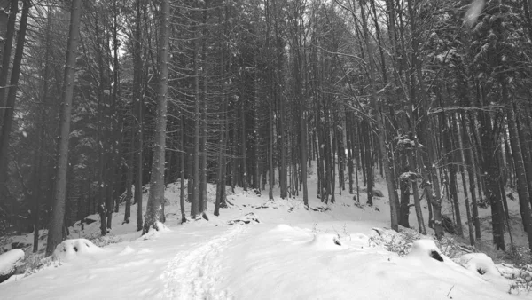 Natureza Coberta Neve Durante Inverno Profundo Eslováquia — Fotografia de Stock