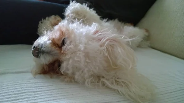 Schattige Bichon Hond Thuis — Stockfoto