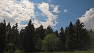 Gündüz vakti orman manzarası