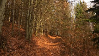 Gündüz güzel sonbahar ormanı