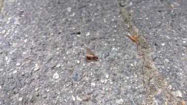 Taş zeminde bir böcek 