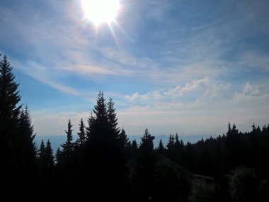 Güneşli günde yeşil orman 