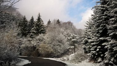 Karlı kış ormanlarında yol. 