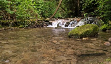 Ormandaki küçük dağ şelalesi