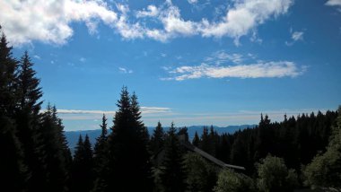 Gündüz vakti orman manzarası