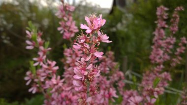 Pembe çiçek dalları. 