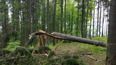 Gündüz vakti Yeşil Dağ Ormanı