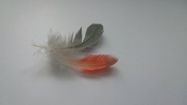 gri ve turuncu tüyler