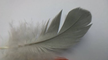 Beyaz arkaplanda kuş tüyü