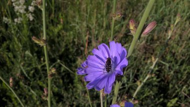 Çayırda güzel kır çiçeği  