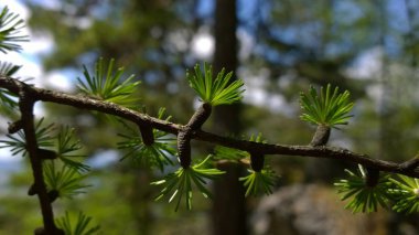Güneşli ormandaki ağaç dalları