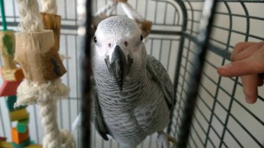 Kafeste Afrika Gri papağan.