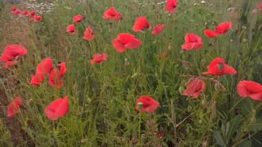 Gündüz vakti yavru çiçek tarlası