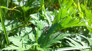 Güneşli bir günde yeşil bahçe