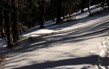 güzel ormanda kış 