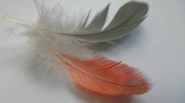 Beyaz arkaplanda kuş tüyleri 
