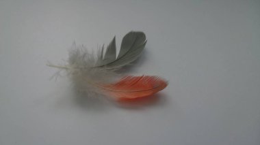 gri ve turuncu tüyler