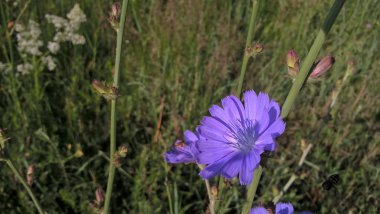 Çayırda güzel kır çiçeği  