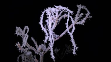 Kışın bitki üzerinde kar kaplama. Slovakya