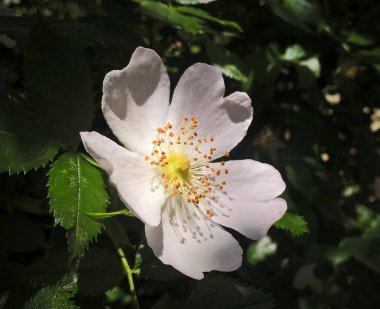 Yeşil bahçede beyaz çiçek