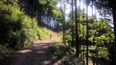 Yeşil ormanda yol yolu