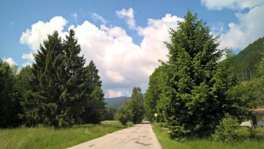 Güneşli bir günde yeşil ormanda yol