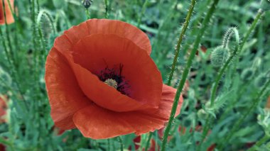 Bahçede kırmızı haşhaşlar. Slovakya