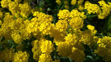 Çayır üzerinde güzel kır çiçekleri  