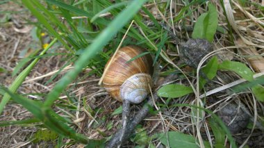Yeşil çimenlerde yatan salyangoz