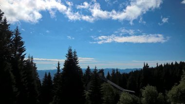 Gündüz vakti orman manzarası