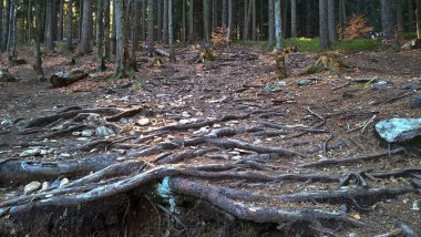 Gündüz vakti ormanda ağaç kökleri