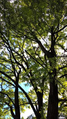 Yeşil ormanda uzun ağaçlar