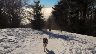 Karlı ormanda köpek yürüyor.