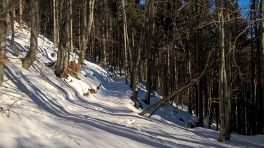 Güneşli kış gününde karlı dağ ormanları