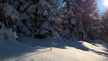 Ormanda güzel kış