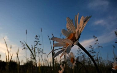 Karahindiba çiçeği tarlasını kapatın.