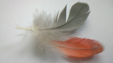 gri ve turuncu tüyler