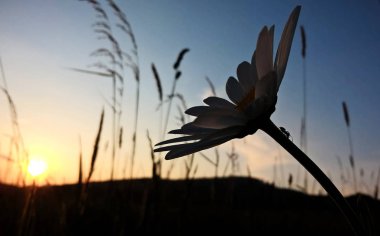 Çayırda gün batımı zamanı