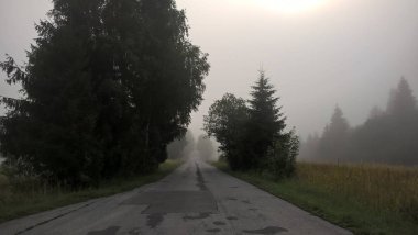 Yeşil ormanda yol yolu