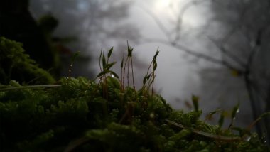 Ormanda yerde yosun var.