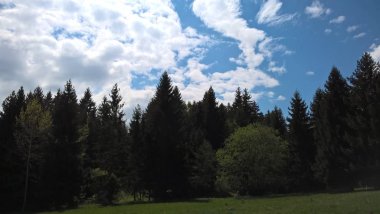 Gündüz vakti orman manzarası