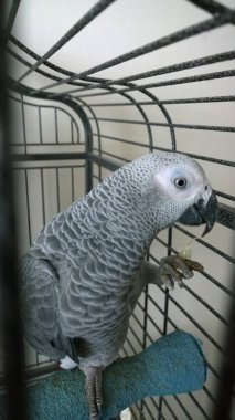 Beyaz papağan kafeste  