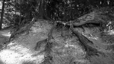 Gündüz vakti ormanda ağaç kökleri