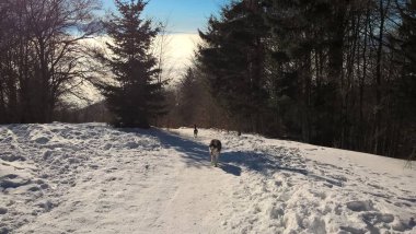 Karlı ormanda köpek yürüyor.