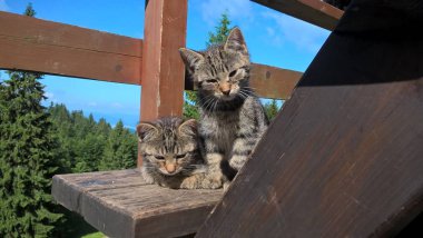 Kediler güneşli bir günde dağlarda, tahta balkonda dinleniyorlar.   
