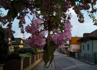 Şehirde çiçek ağacı dalları