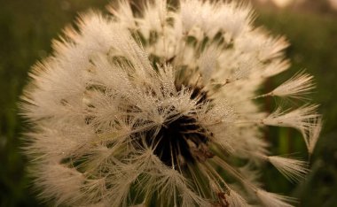 Çayırdaki çiçek gün batımında kapanıyor.