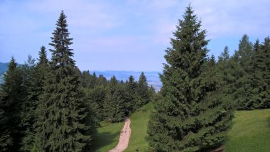 Dağlarda ağaçlar orman pin 